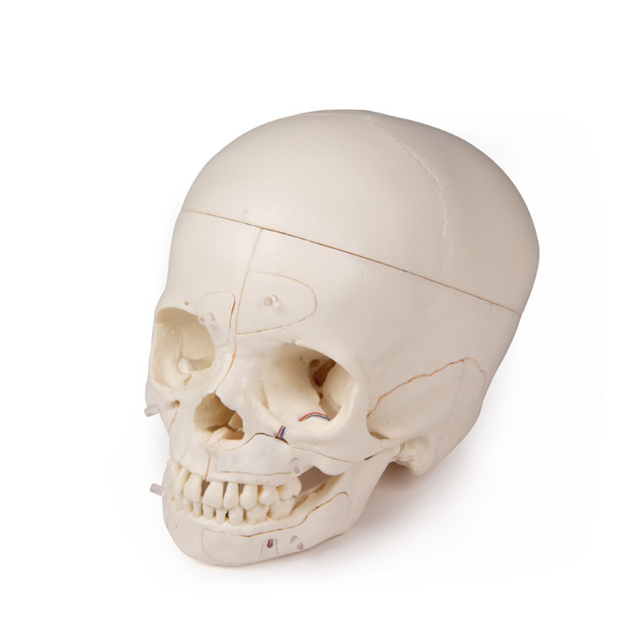 Luxury Demonstration Children's Skull for Advanced Studies