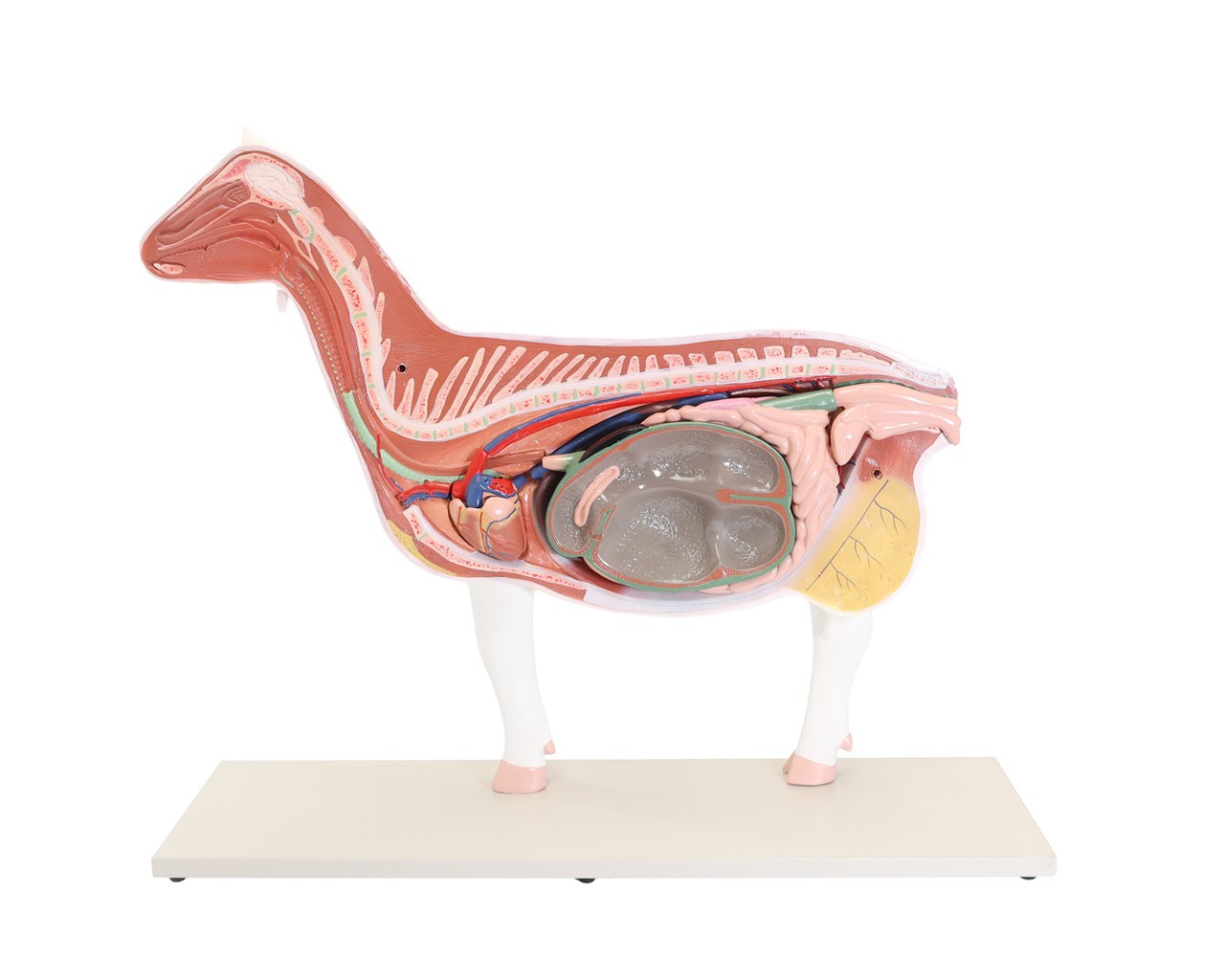 Anatomy Lab Domestic Goat (Capra hircus) Anatomy Model