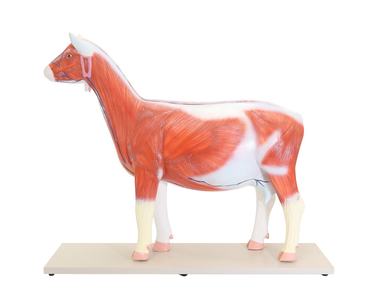 Anatomy Lab Domestic Goat (Capra hircus) Anatomy Model