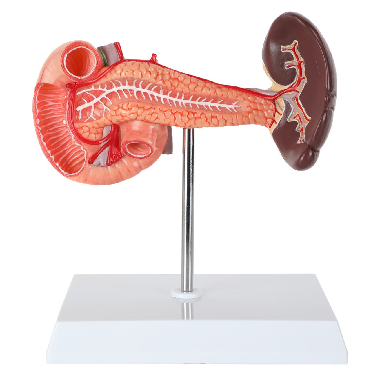 Axis Scientific Spleen, Pancreas and Duodenum Anatomy Model - Back Bisected View Showing Veins and Nerves