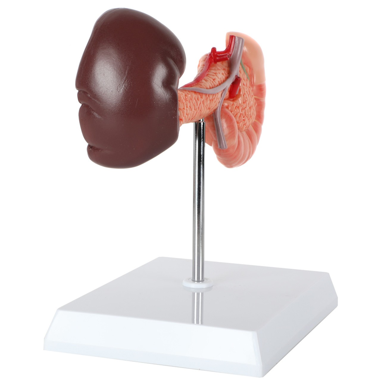 Axis Scientific Spleen, Pancreas and Duodenum Anatomy Model - Quarter Side View Showing the Dark Brown Spleen
