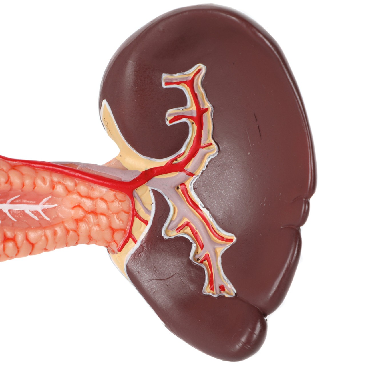 Axis Scientific Spleen, Pancreas and Duodenum Anatomy Model - Close Up Side Angle Showing the Veins and Arteries of the Spleen