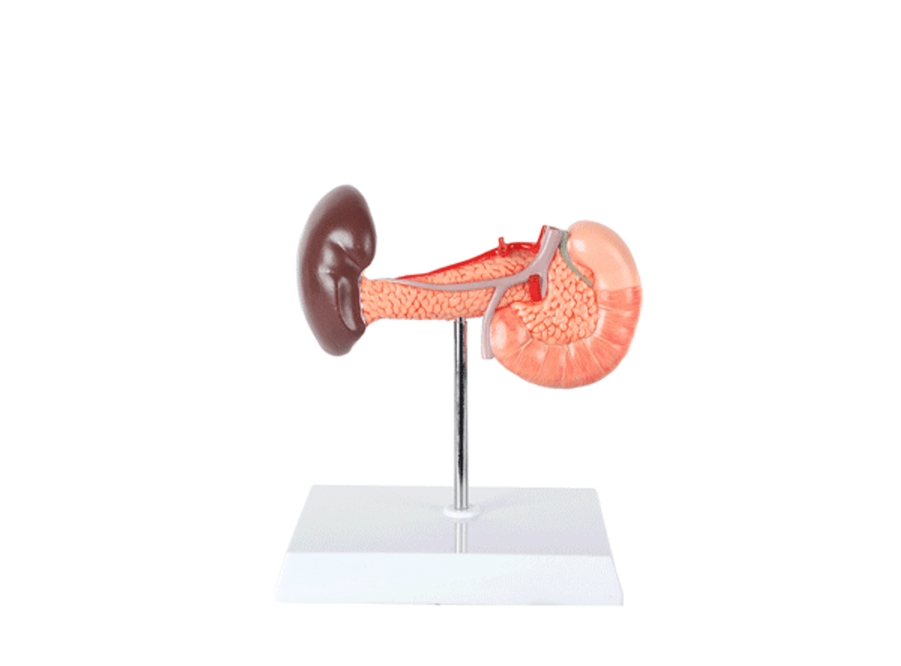 Axis Scientific Spleen, Pancreas and Duodenum Anatomy Model.  A Spinning Animation.