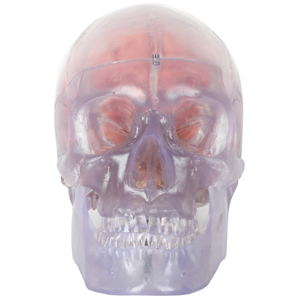 Axis Scientific Translucent 3-Part Skull Anatomy Model with