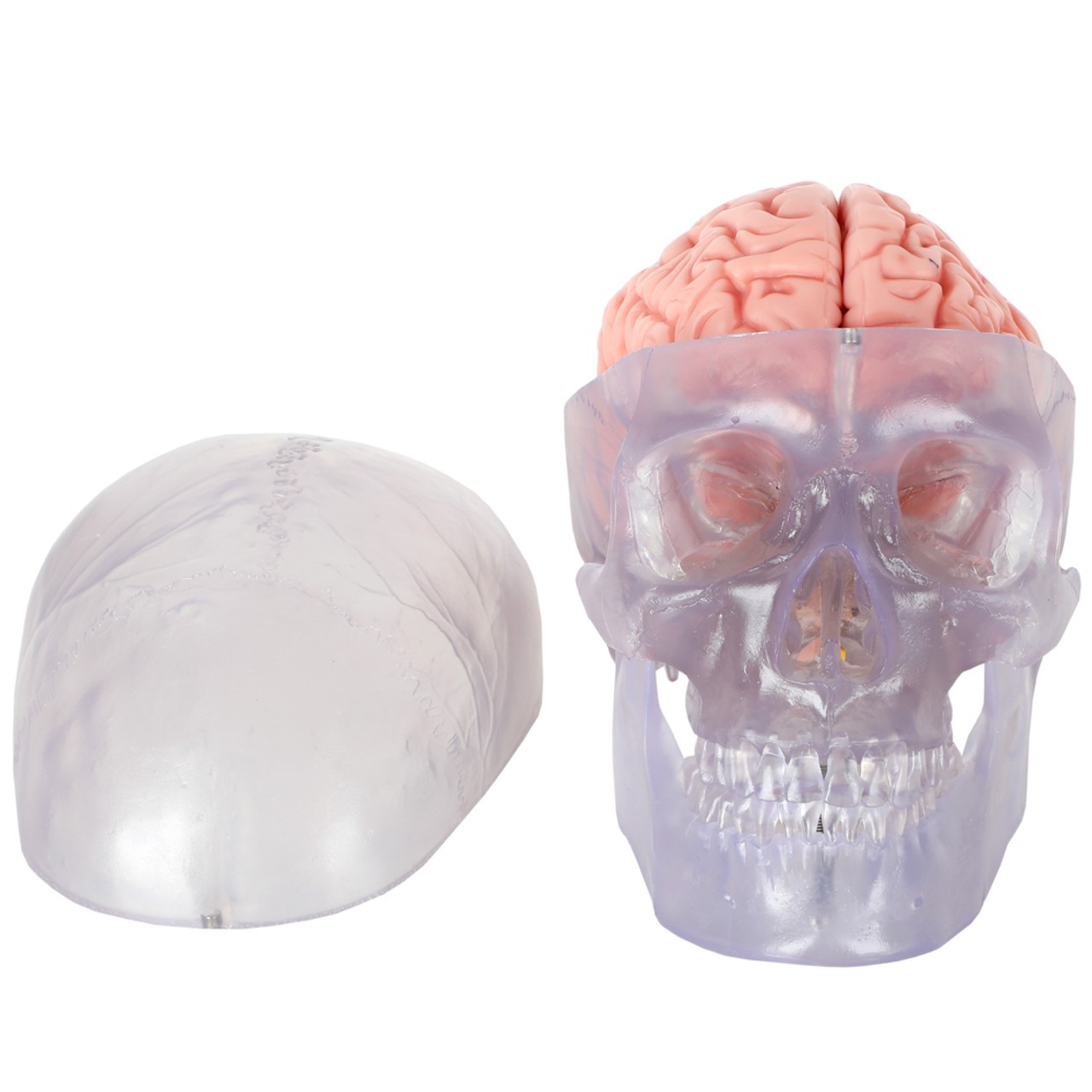 【貴重•美品】A Manual of Cranial Technique TMJ Skull with masticator muscles, 2 part – GTSimulators.com