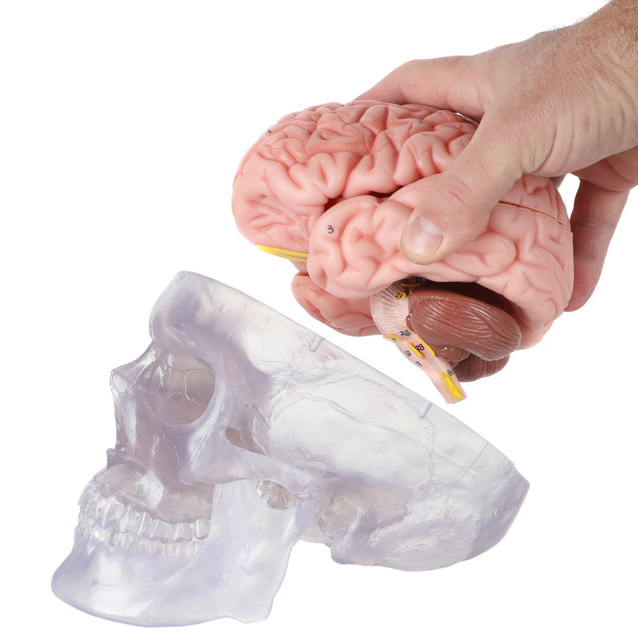 Axis Scientific Translucent 3-Part Skull Anatomy Model with