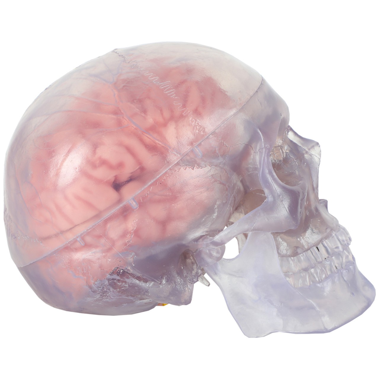 Axis Scientific Translucent 3-Part Skull Anatomy Model with Removable 8 Part Brain - Right Side View Closed Skull