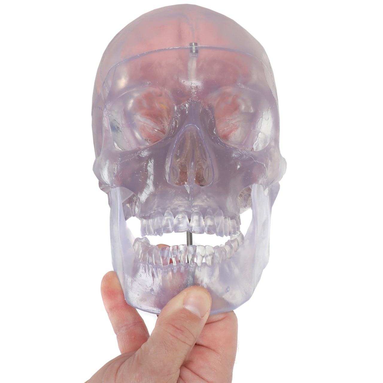 Axis Scientific Translucent 3-Part Skull Anatomy Model with Removable 8 Part Brain - Hand Opening Spring Articulating Mandible