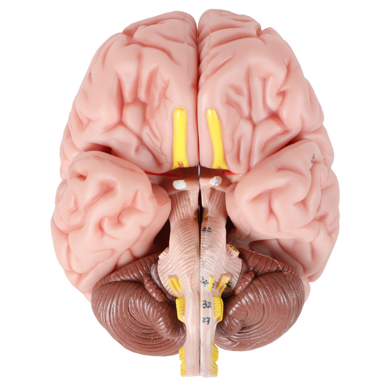 Axis Scientific Translucent 3-Part Skull Anatomy Model with Removable 8 Part Brain - Bottom-Up View of the Brain