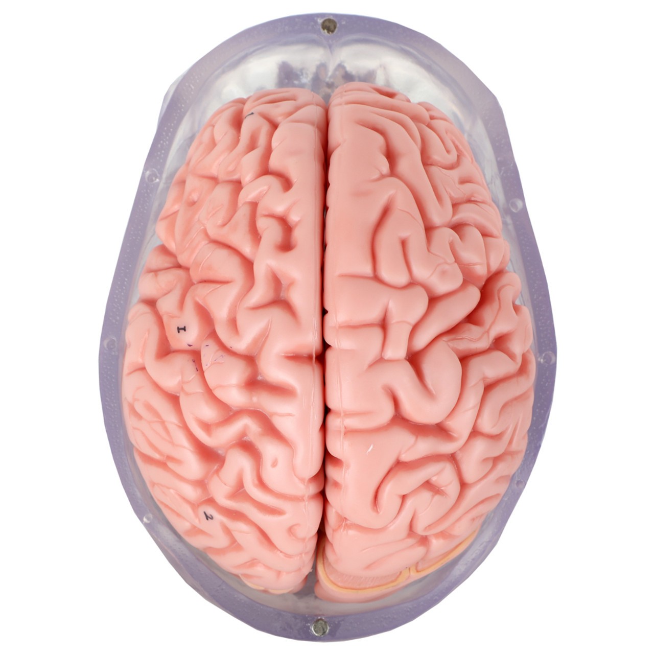 Axis Scientific Translucent 3-Part Skull Anatomy Model with Removable 8 Part Brain - Top View with Removed Calvaria