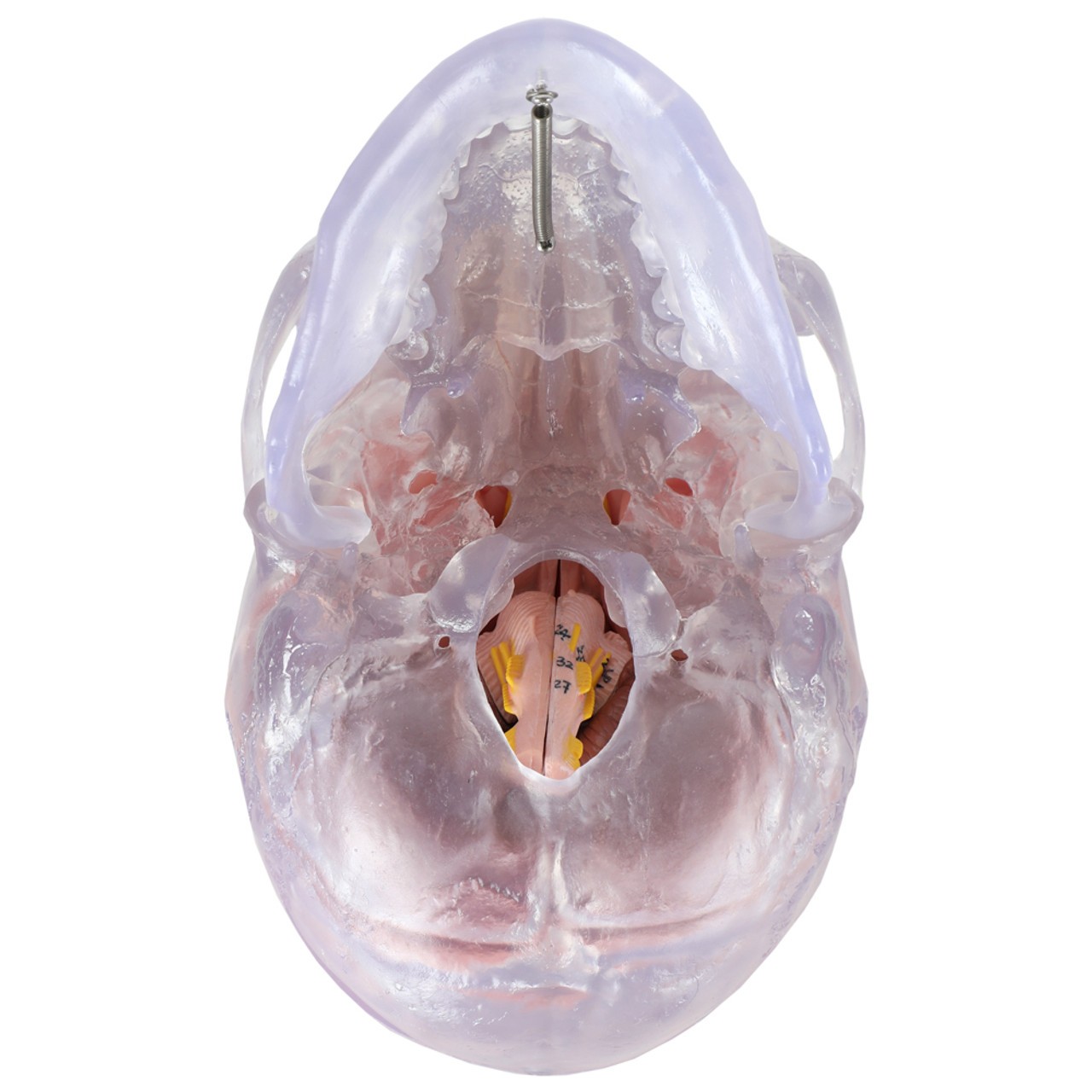 Axis Scientific Translucent 3-Part Skull Anatomy Model with Removable 8 Part Brain - Bottom - Up View with Foramen Magnum