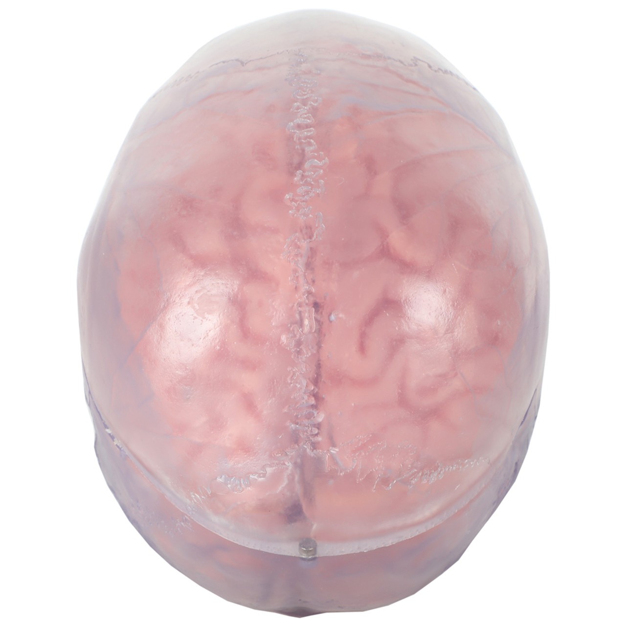 【貴重•美品】A Manual of Cranial Technique TMJ Skull with masticator muscles, 2 part – GTSimulators.com
