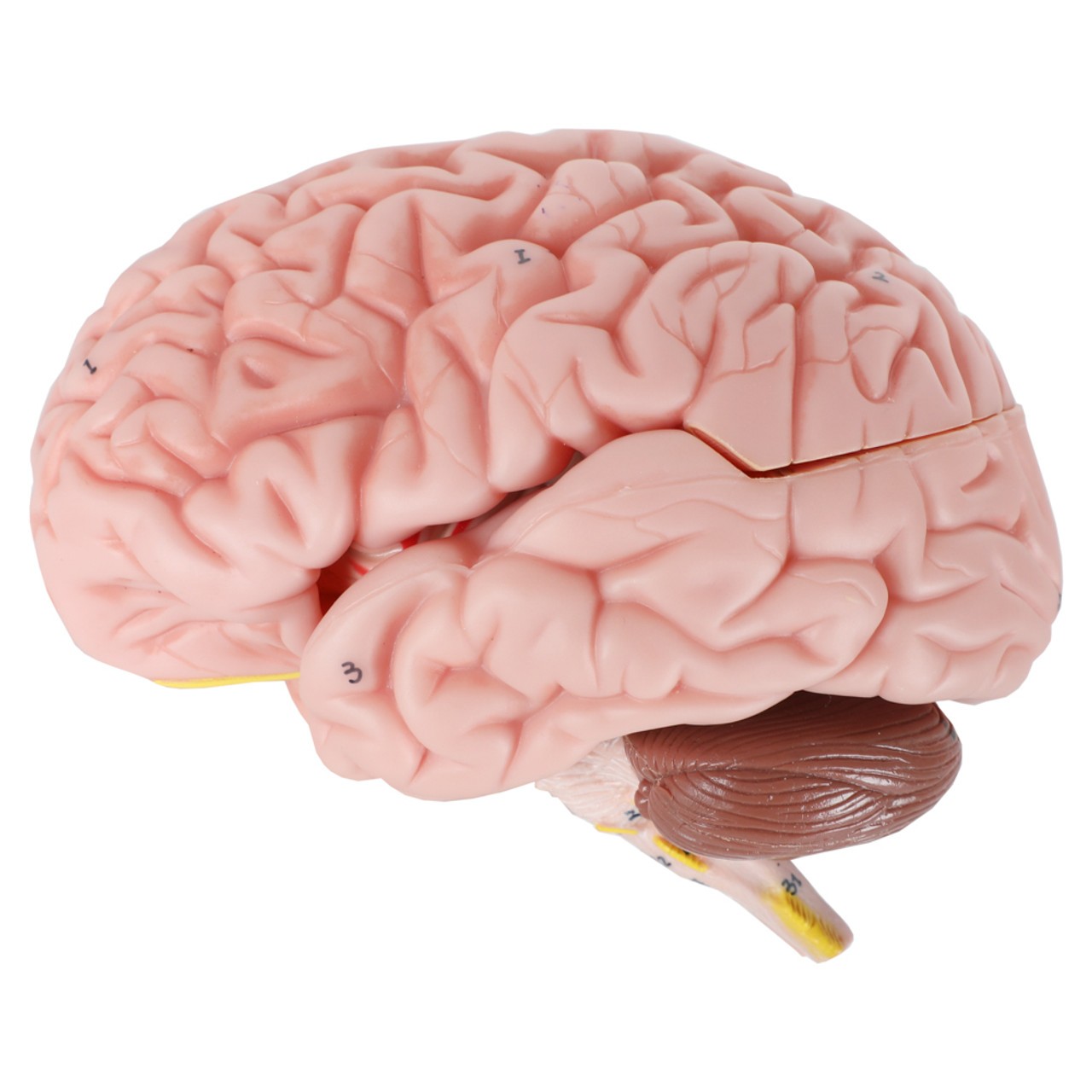 Axis Scientific Translucent 3-Part Skull Anatomy Model with Removable 8 Part Brain - Removed Brain Side View