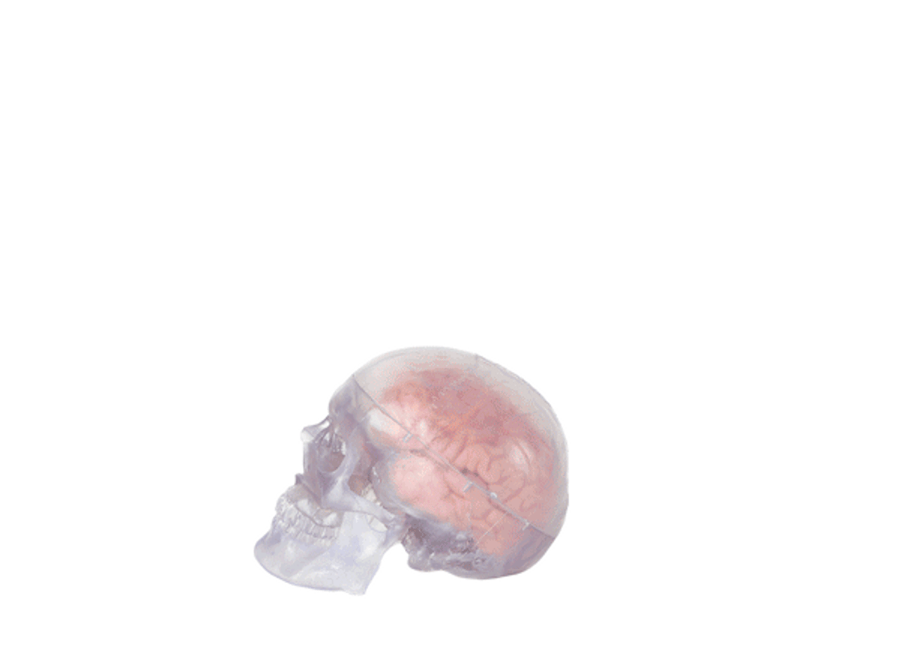 Axis Scientific Translucent 3-Part Skull Anatomy Model with Removable 8 Part Brain - Animation Of The Calvaria being Lifted and Each Part of the Detachable Brain being Removed.