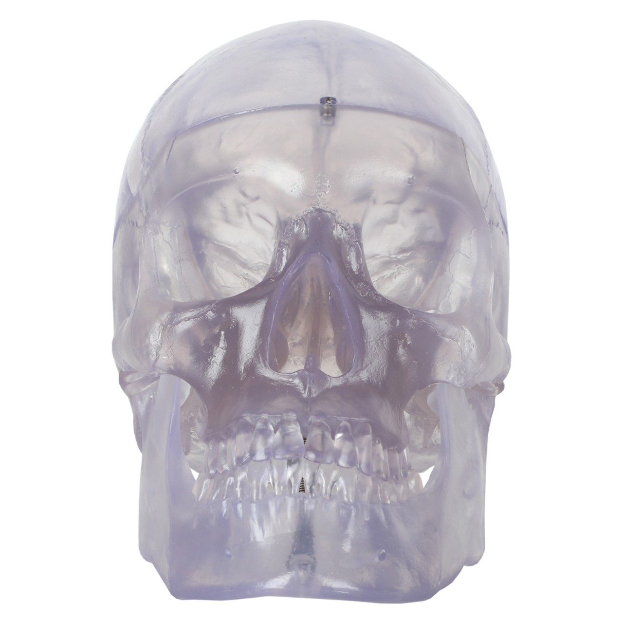 Axis Scientific 3-Part Translucent Human Skull Anatomy Model - Front View