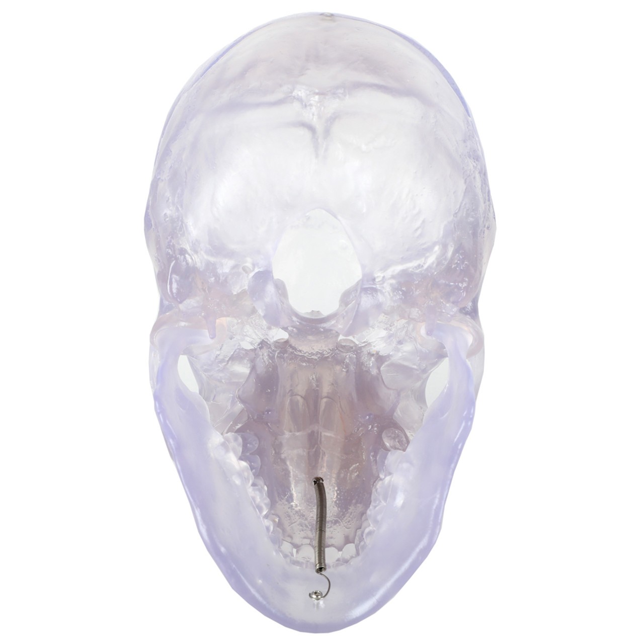 Axis Scientific 3-Part Translucent Human Skull Anatomy Model - Bottom-Up View