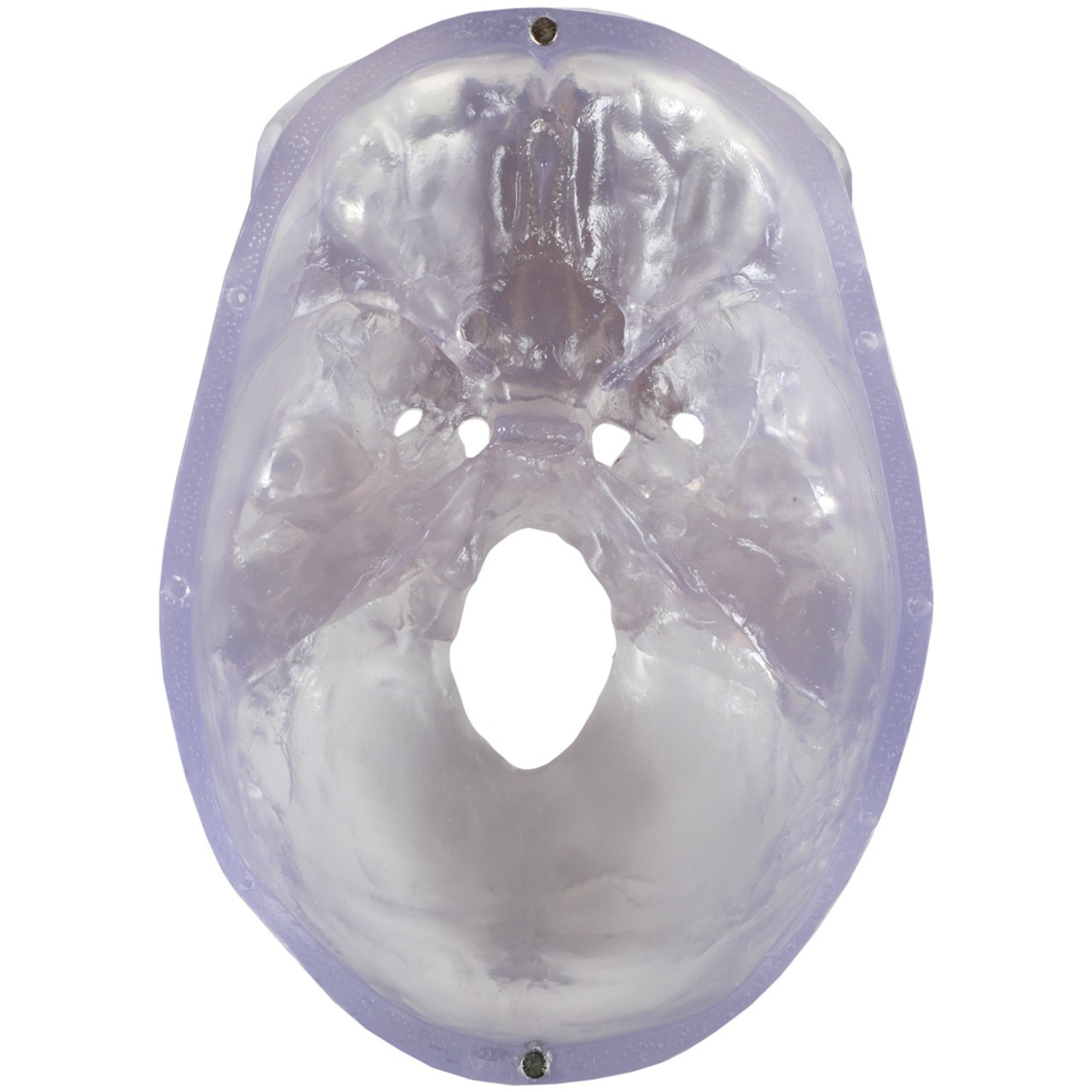 Axis Scientific 3-Part Translucent Human Skull Anatomy Model - Downward View of the Bisected Brainless Skull Featuring the Foramen Magnum