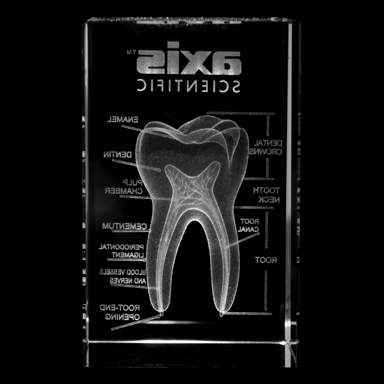 Axis Scientific 3D Etched Glass Human Tooth Model - Back View