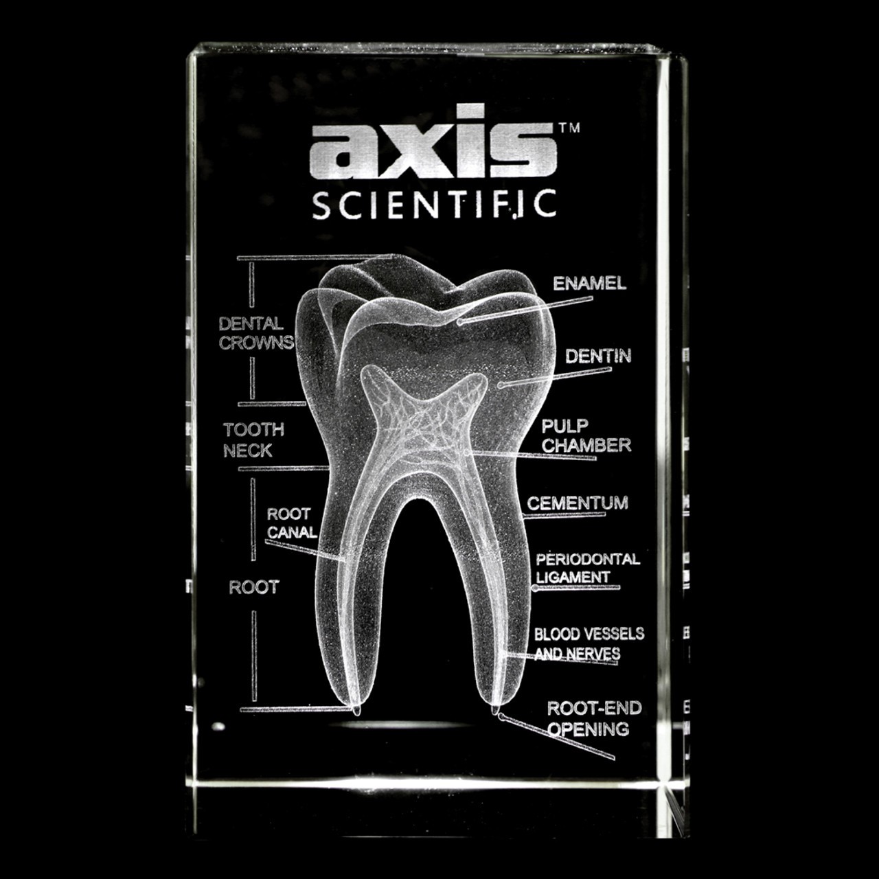 Axis Scientific 3D Etched Glass Human Tooth Model - Front View Showing Dental Crown, Tooth Neck, Root Canal, Root of Tooth, Enamel, Dentin, Pulp Chamber, and Periodontal Ligament