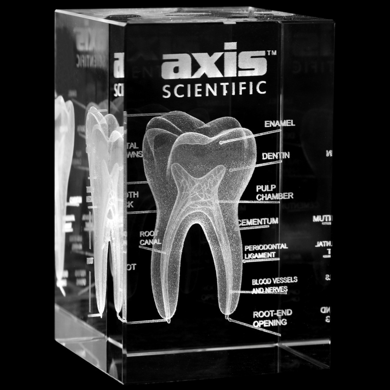 Axis Scientific 3D Etched Glass Human Tooth Model - 45 Degree Side View