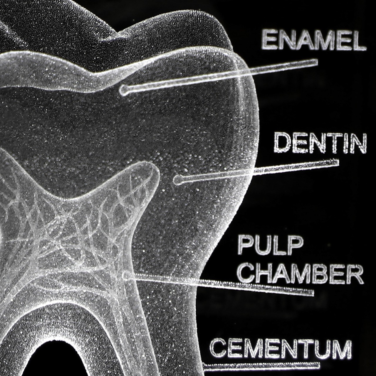 Axis Scientific 3D Etched Glass Human Tooth Model - Detail Shot Showing Glass Etching of the Enamel, Dentin Layer, Pulp Chamber and Cementum