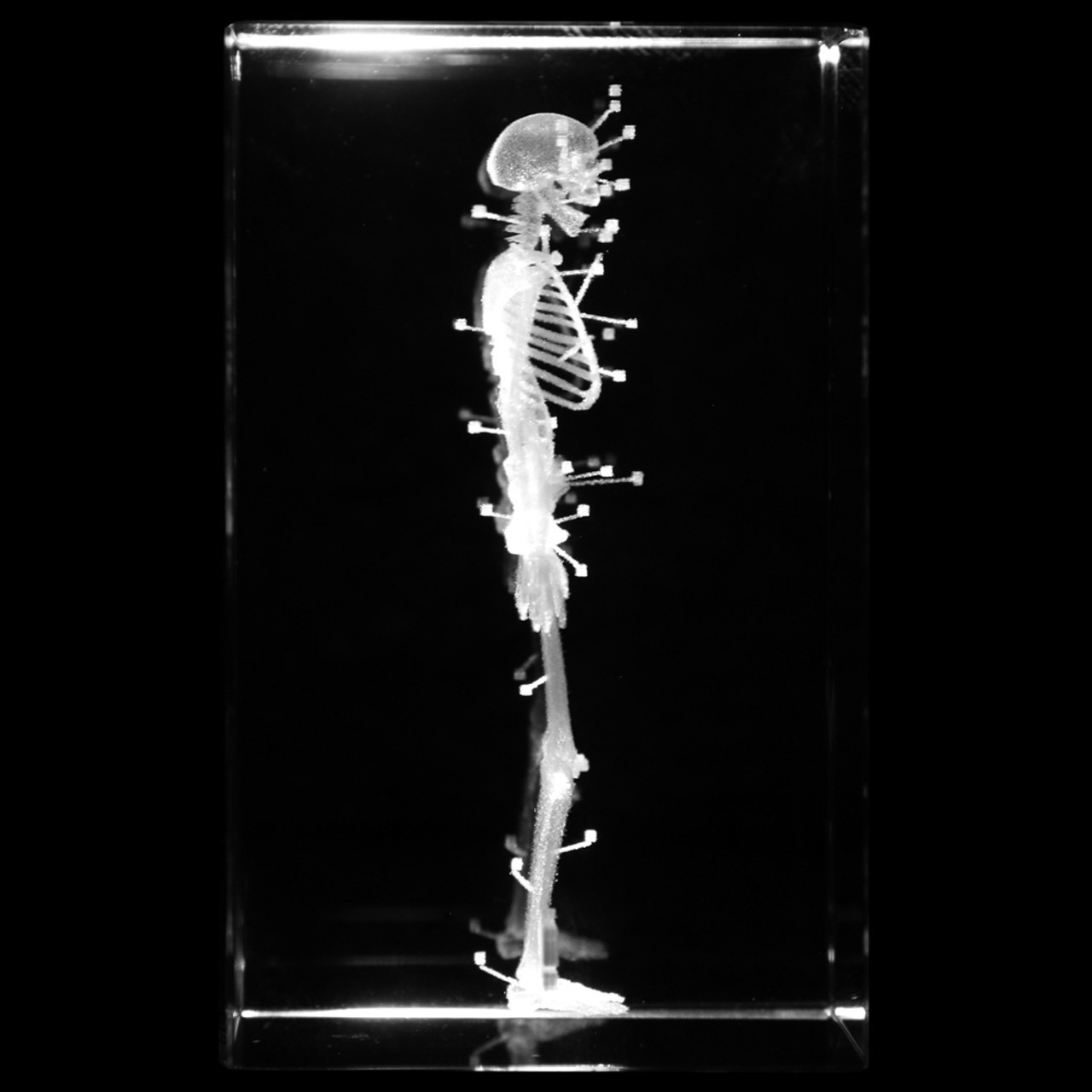 Axis Scientific 3D Etched Glass Human Skeleton Model - Right Side View