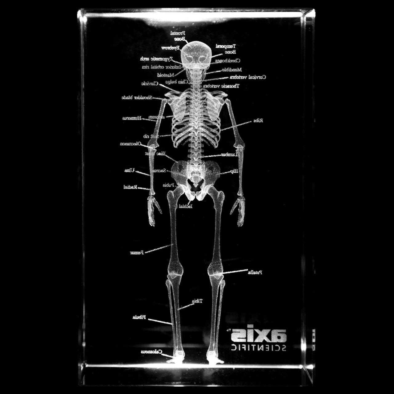 Axis Scientific 3D Etched Glass Human Skeleton Model - Front View