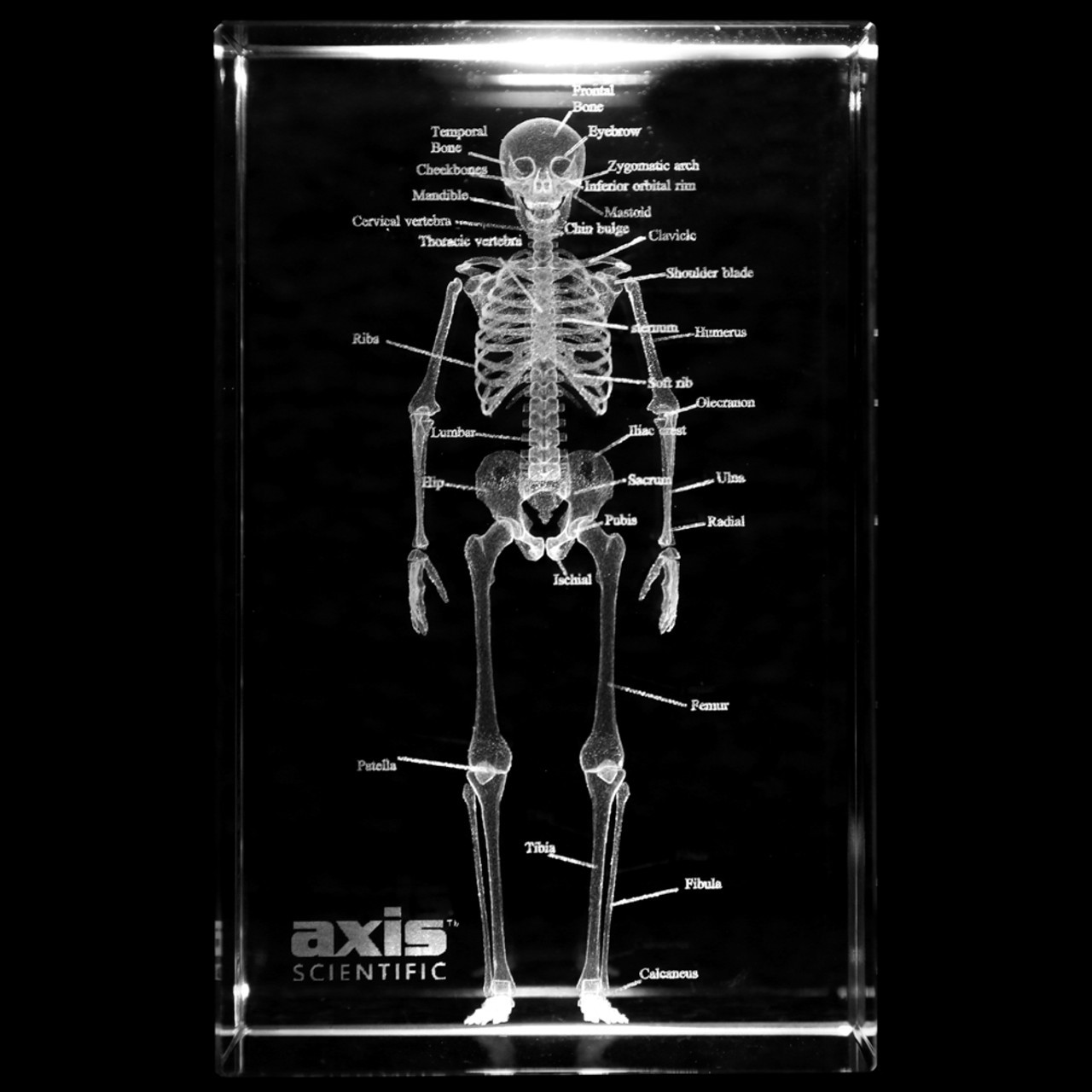 Axis Scientific 3D Etched Glass Human Skeleton Model - Back View
