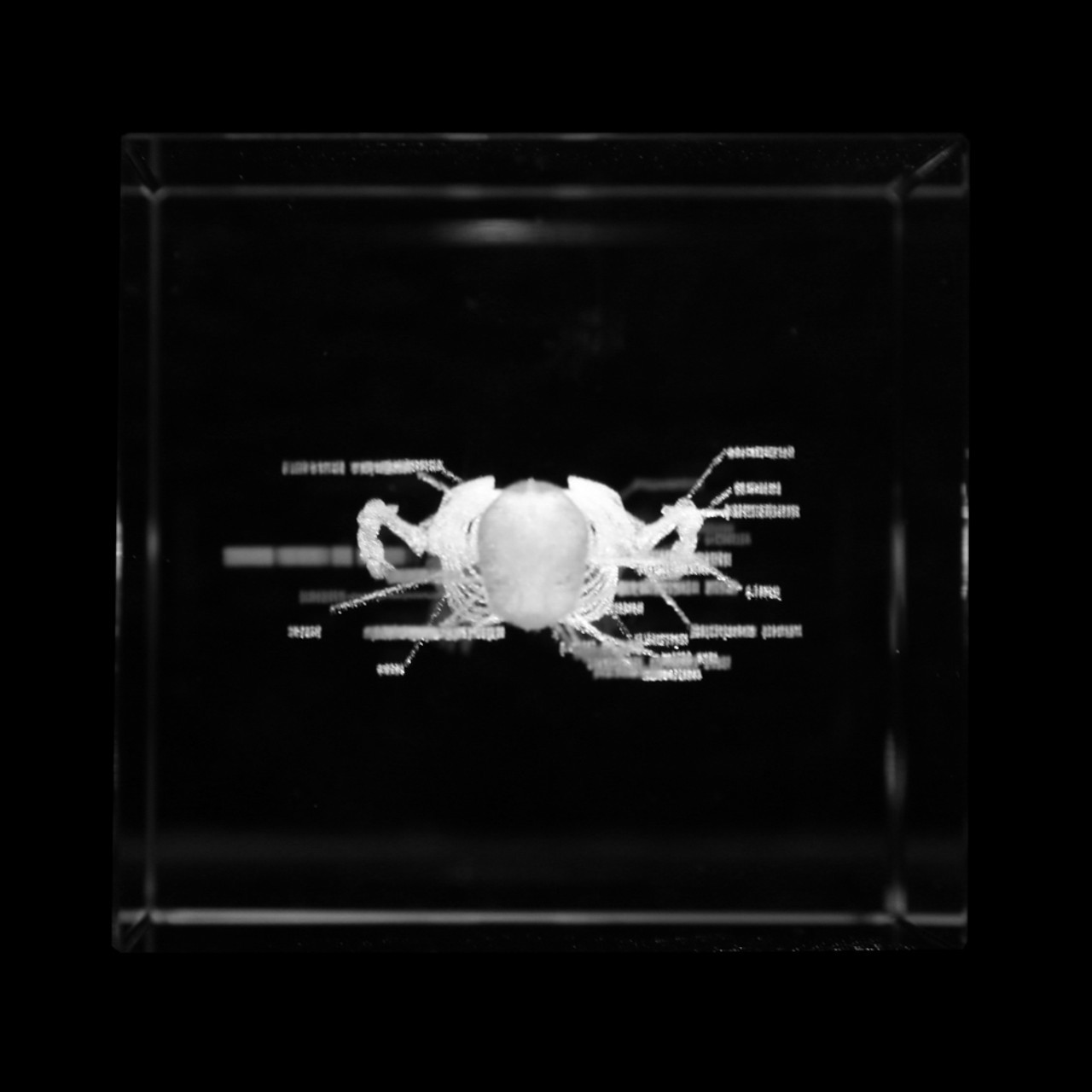 Axis Scientific 3D Etched Glass Human Skeleton Model - Top Down