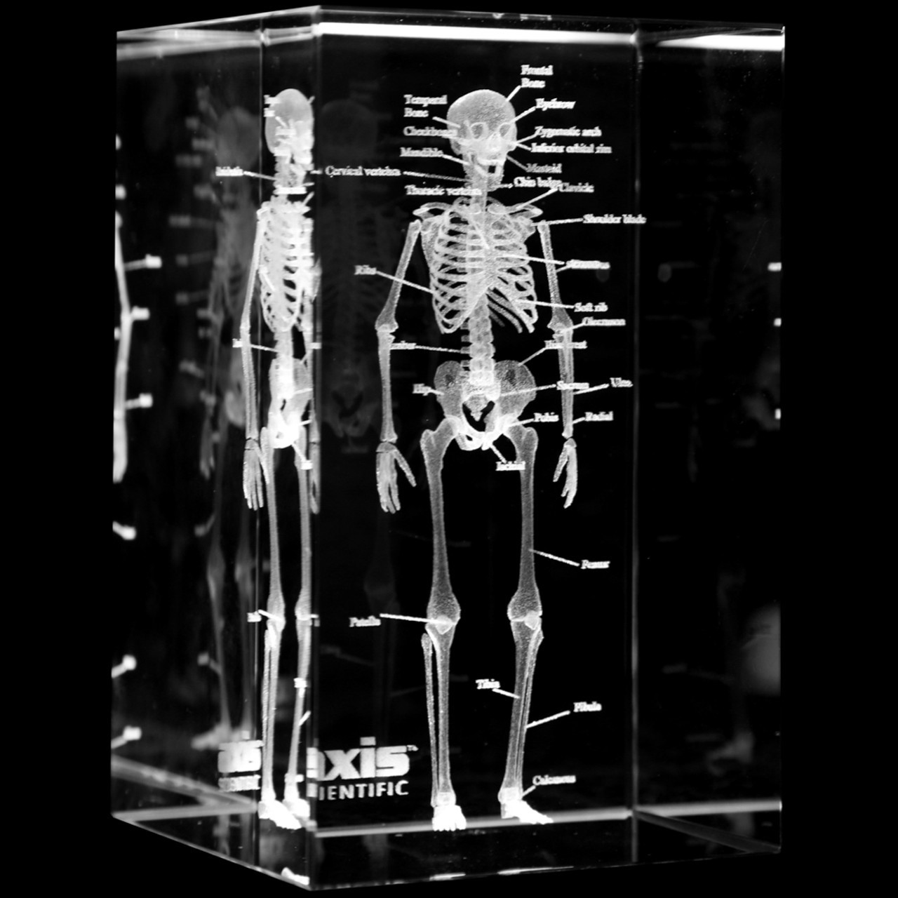 Axis Scientific 3D Etched Glass Human Skeleton Model - 45 Degree Side Angle Shot