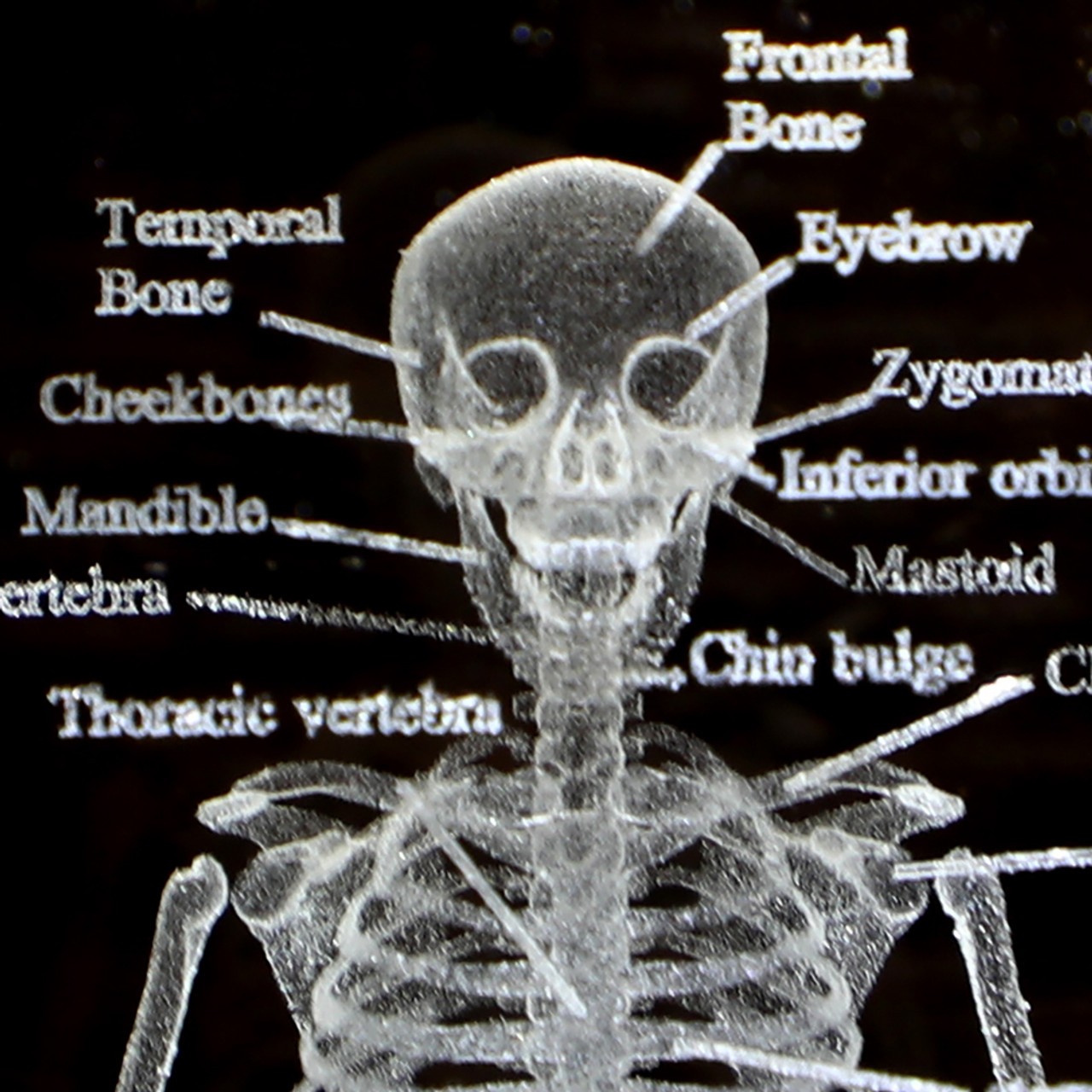 Axis Scientific 3D Etched Glass Human Skeleton Model - Close Up of Skull