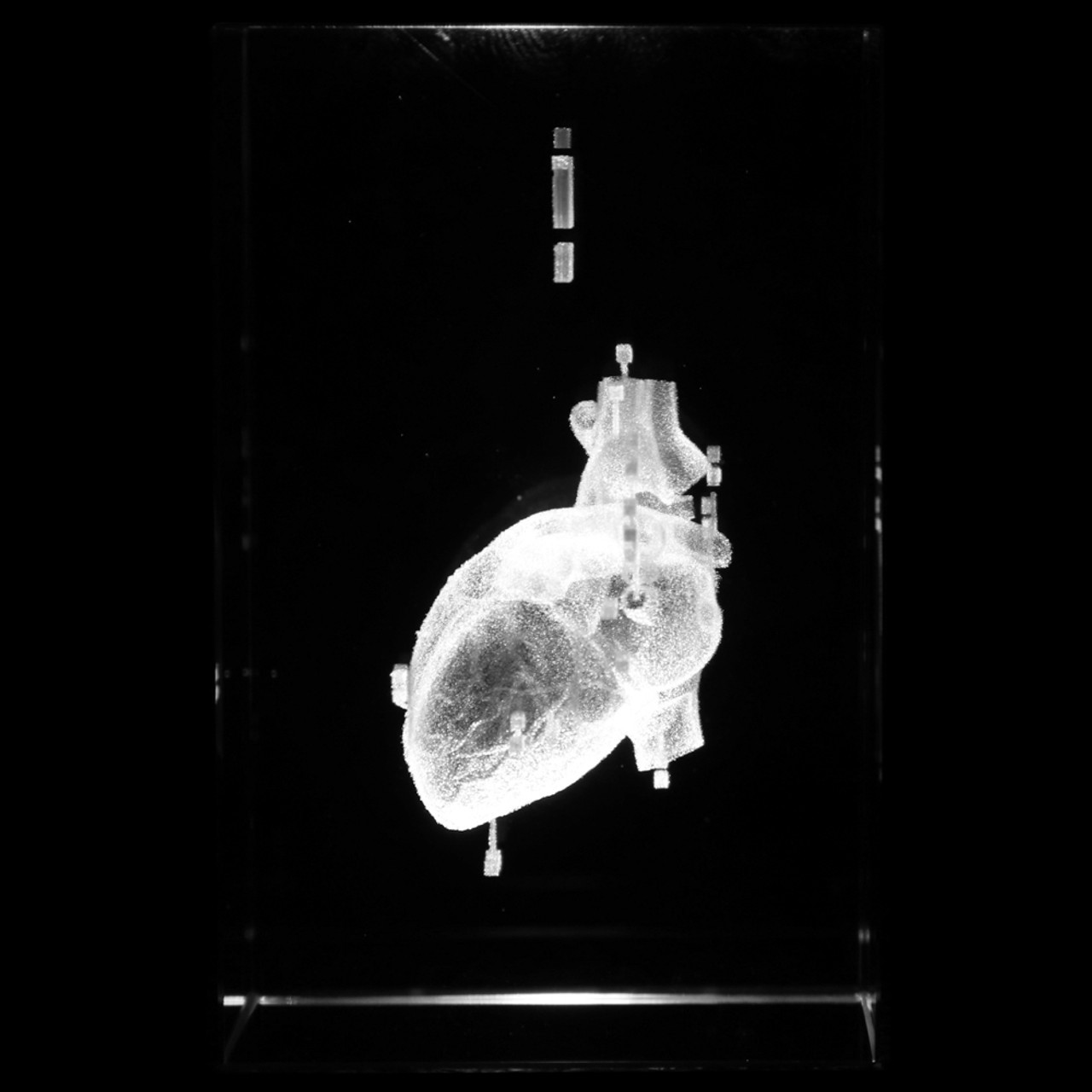 Axis Scientific 3D Etched Glass Human Heart Model - Left Side View