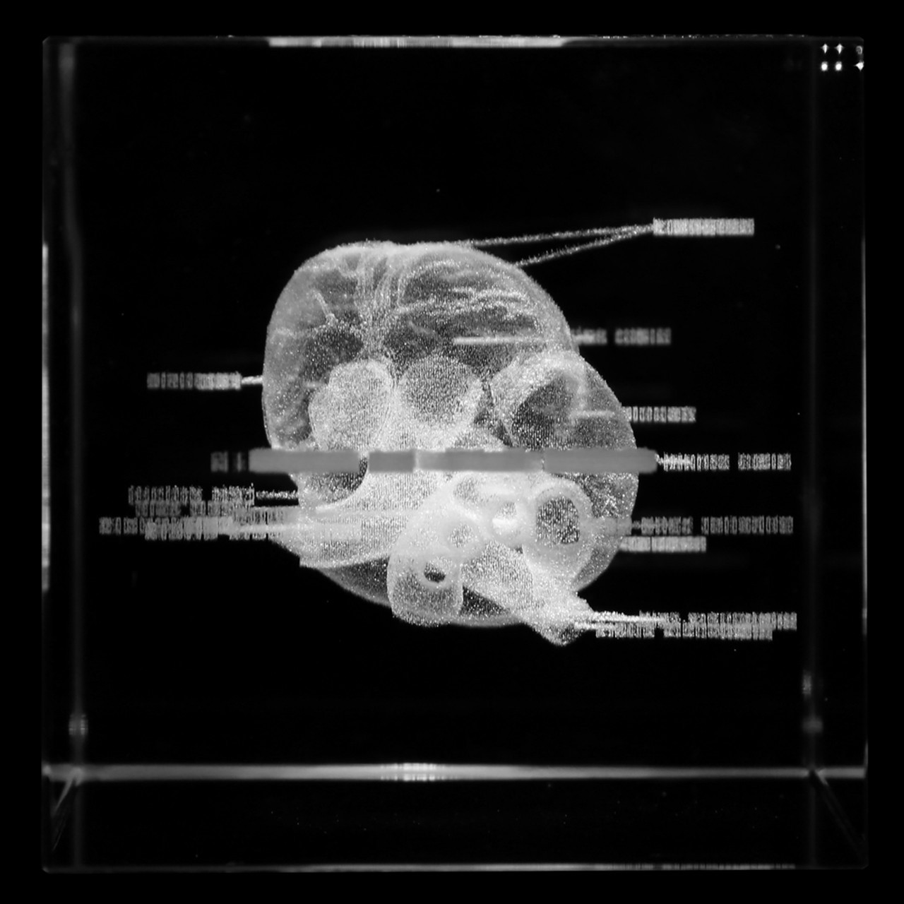 Axis Scientific 3D Etched Glass Human Heart Model - Bottom Up View