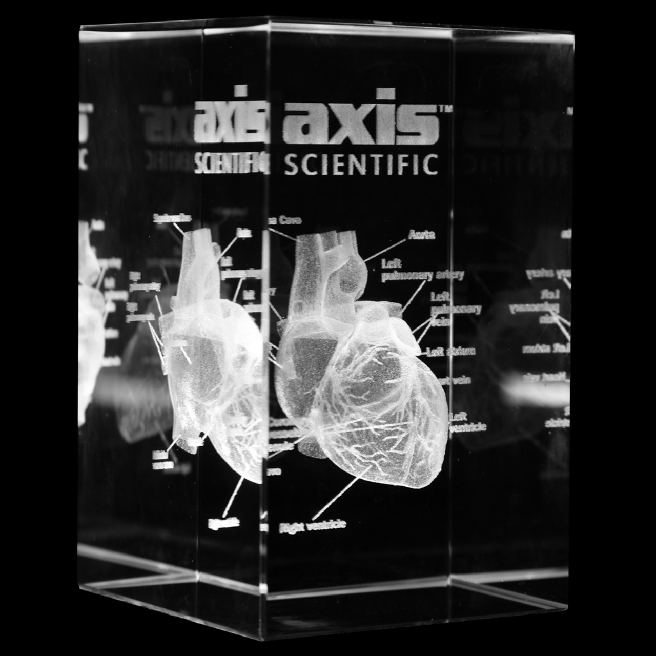 Axis Scientific 3D Etched Glass Human Heart Model - 45 Degree Quarter Angle Shot