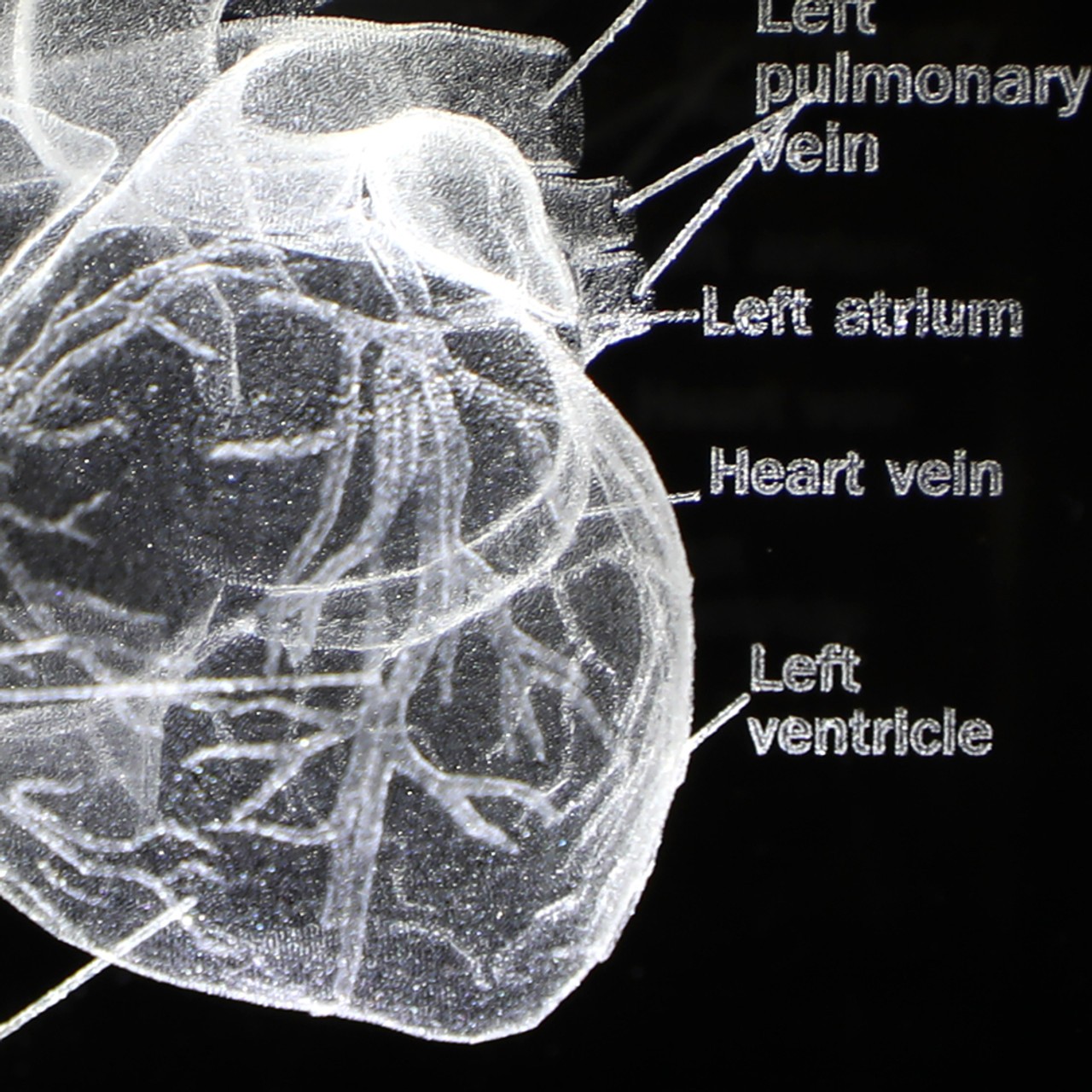 Axis Scientific 3D Etched Glass Human Heart Model - Detail Shot With Right and Left Vena Cava