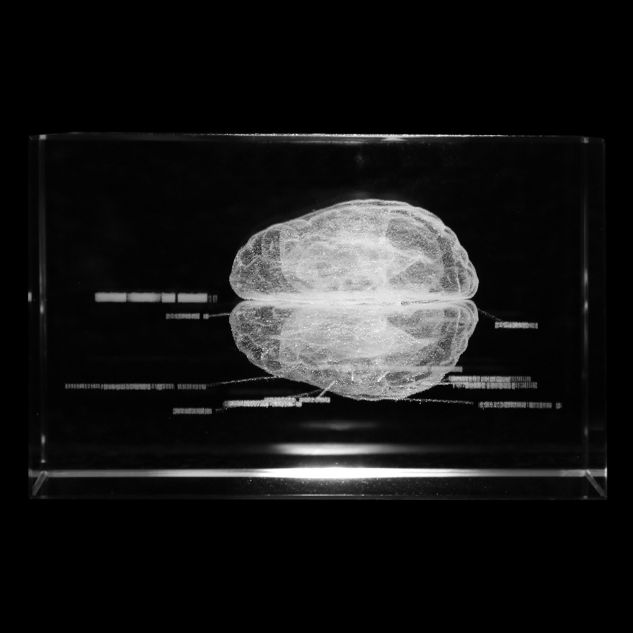 Axis Scientific 3D Etched Glass Human Brain Model - Top-Down View Showing Left and Right Hemispheres of the Brain