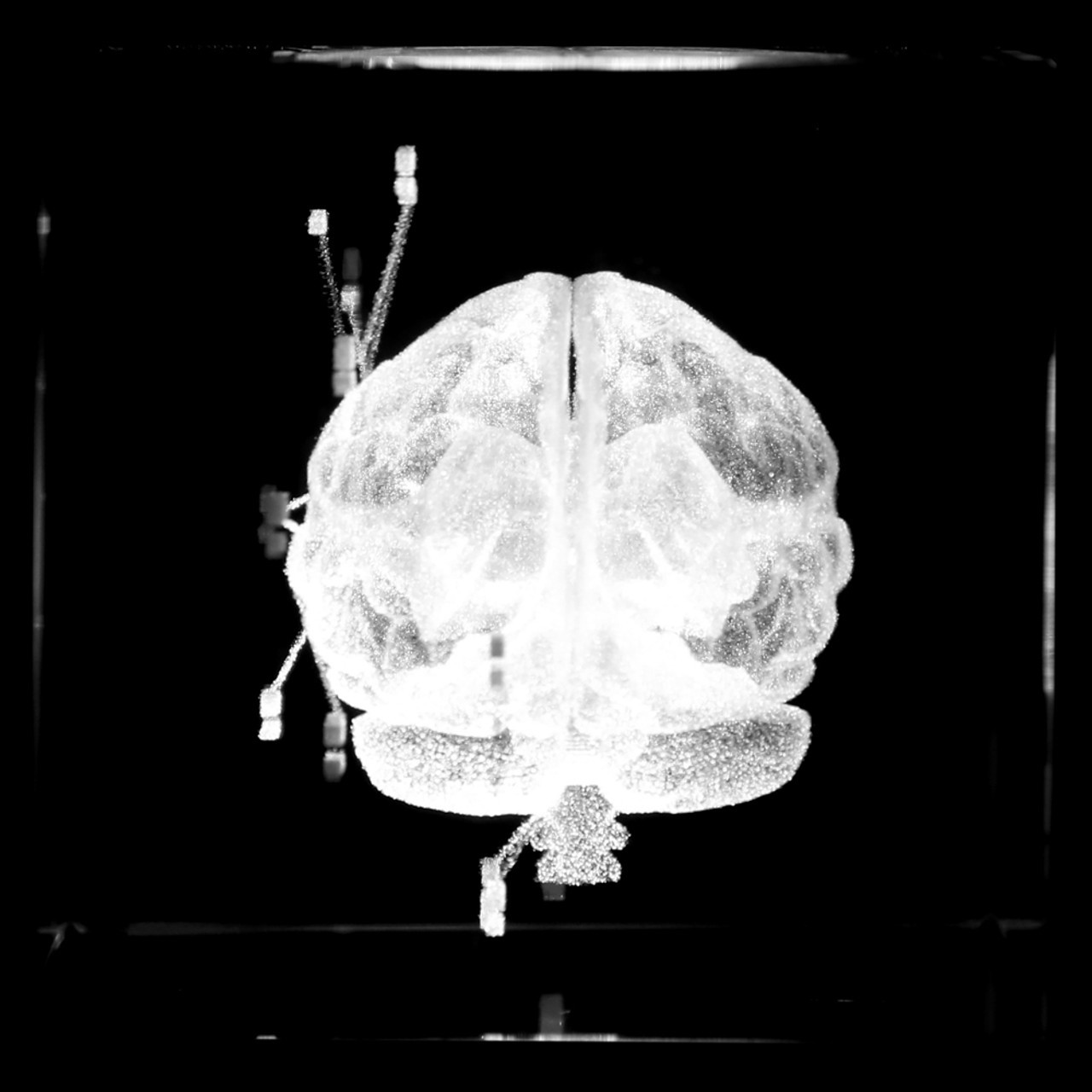 Axis Scientific 3D Etched Glass Human Brain Model - Side View Showing Occipital Lobe and Cerebellum