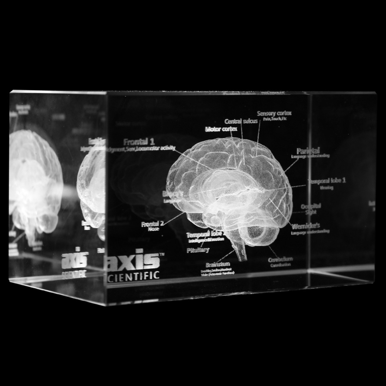 Axis Scientific 3D Etched Glass Human Brain Model - 45 Degree Side Angle View