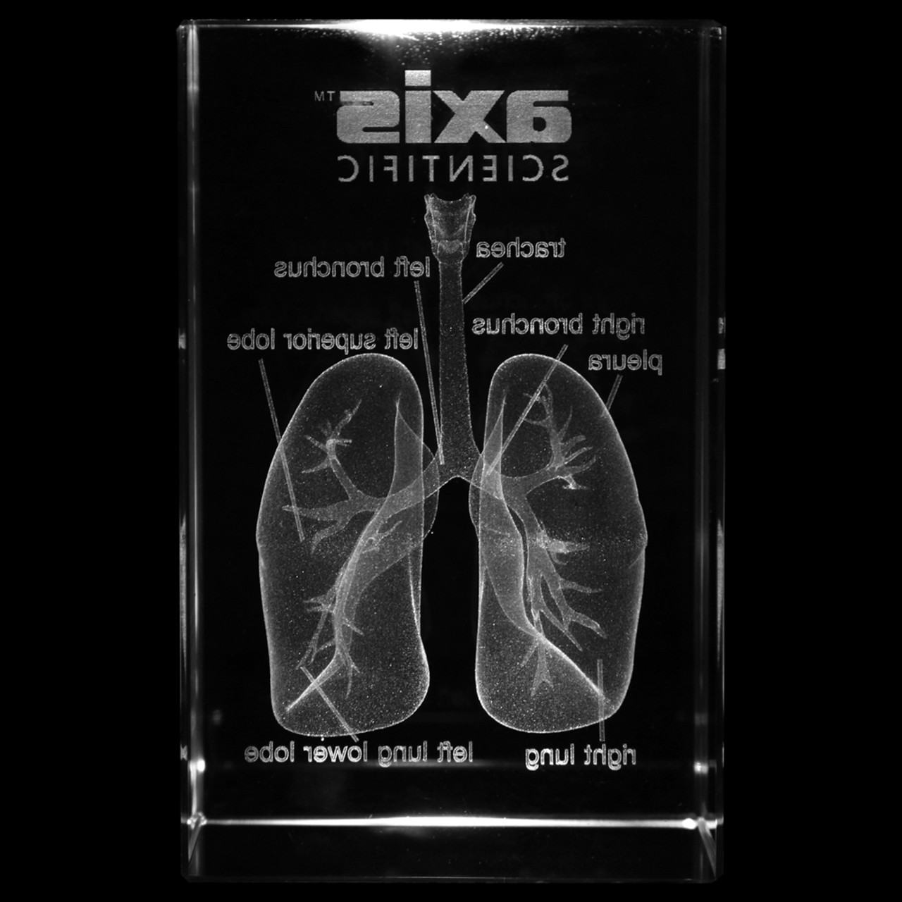 Axis Scientific 3D Etched Glass Human Pulmonary Model - Back View