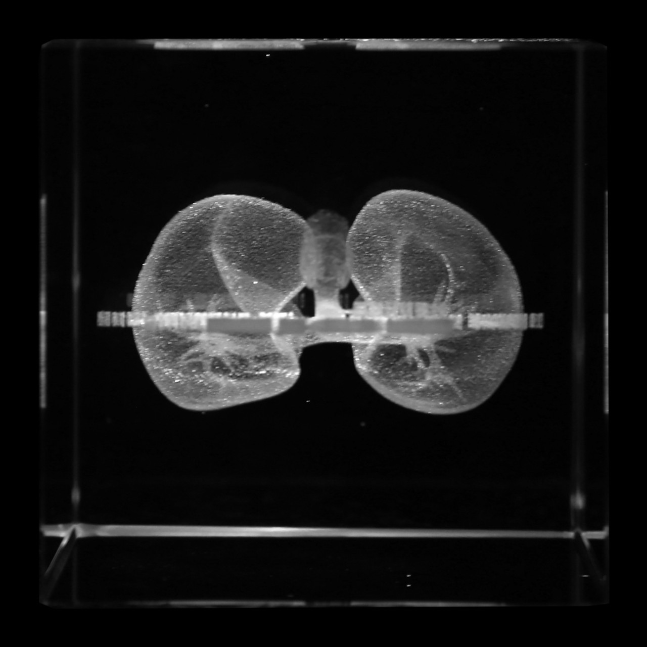 Axis Scientific 3D Etched Glass Human Pulmonary Model - Bottom-Up view Showing the Right and Left Lobes of the Lungs