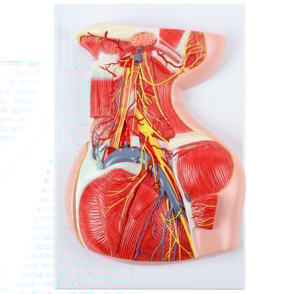 Axis Scientific Lateral Deep Neck and Shoulder Model with Muscular