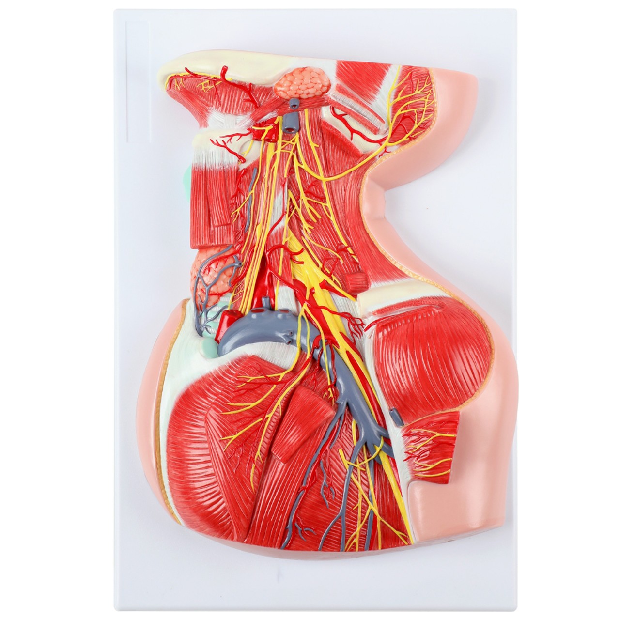 Axis Scientific Lateral Deep Neck and Shoulder Model with Muscular, Vascular, and Nervous Anatomy - Top View Measuring about 14 Inches by 9 Inches