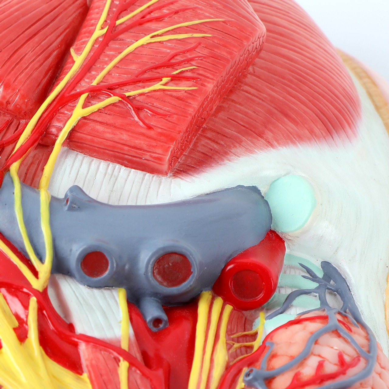 Axis Scientific Lateral Deep Neck and Shoulder Model with Muscular, Vascular, and Nervous Anatomy - Detail Shot Near the Sholder