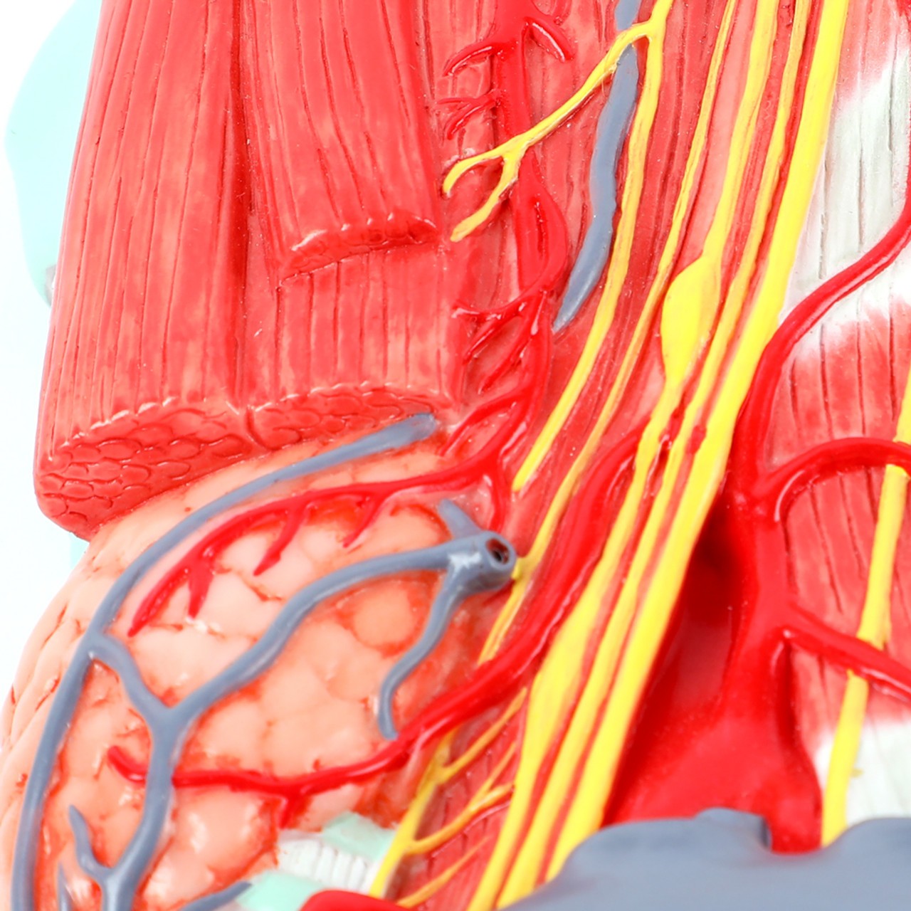 Axis Scientific Lateral Deep Neck and Shoulder Model with Muscular, Vascular, and Nervous Anatomy - Detail Shot of the Muscles of the Neck