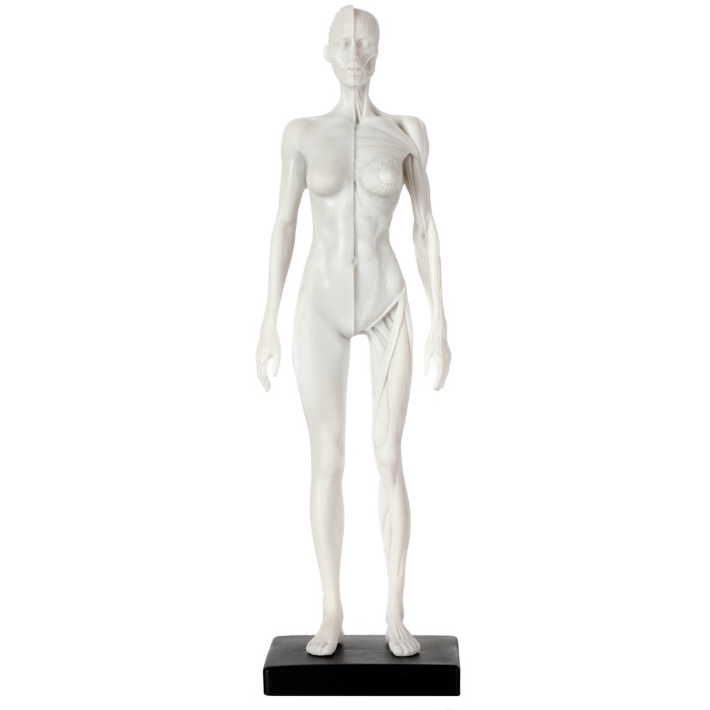 Axis Scientific Female Anatomical Sculpting Model with Muscles