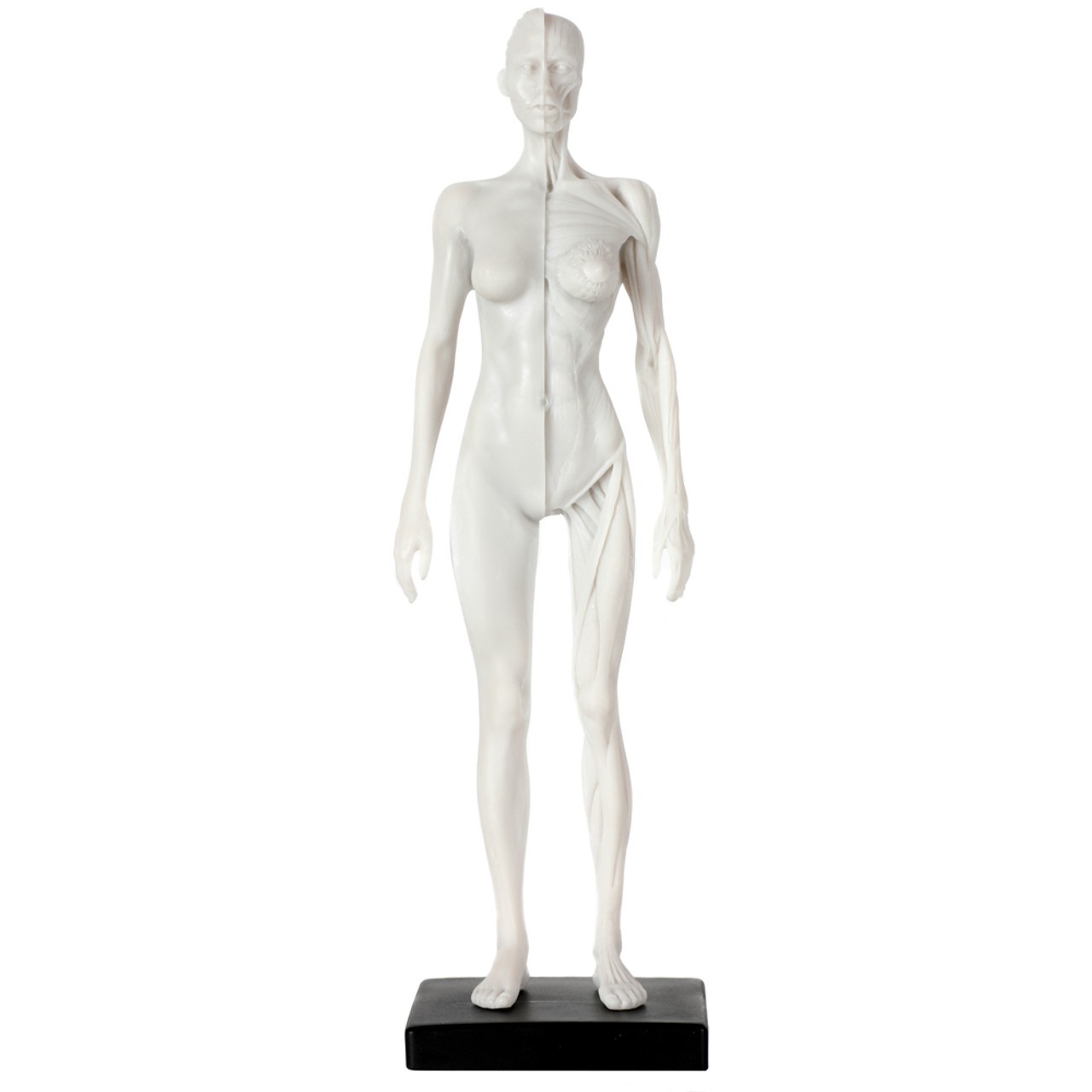 Axis Scientific Female Anatomical Sculpting Model with Muscles - Front View With Stand