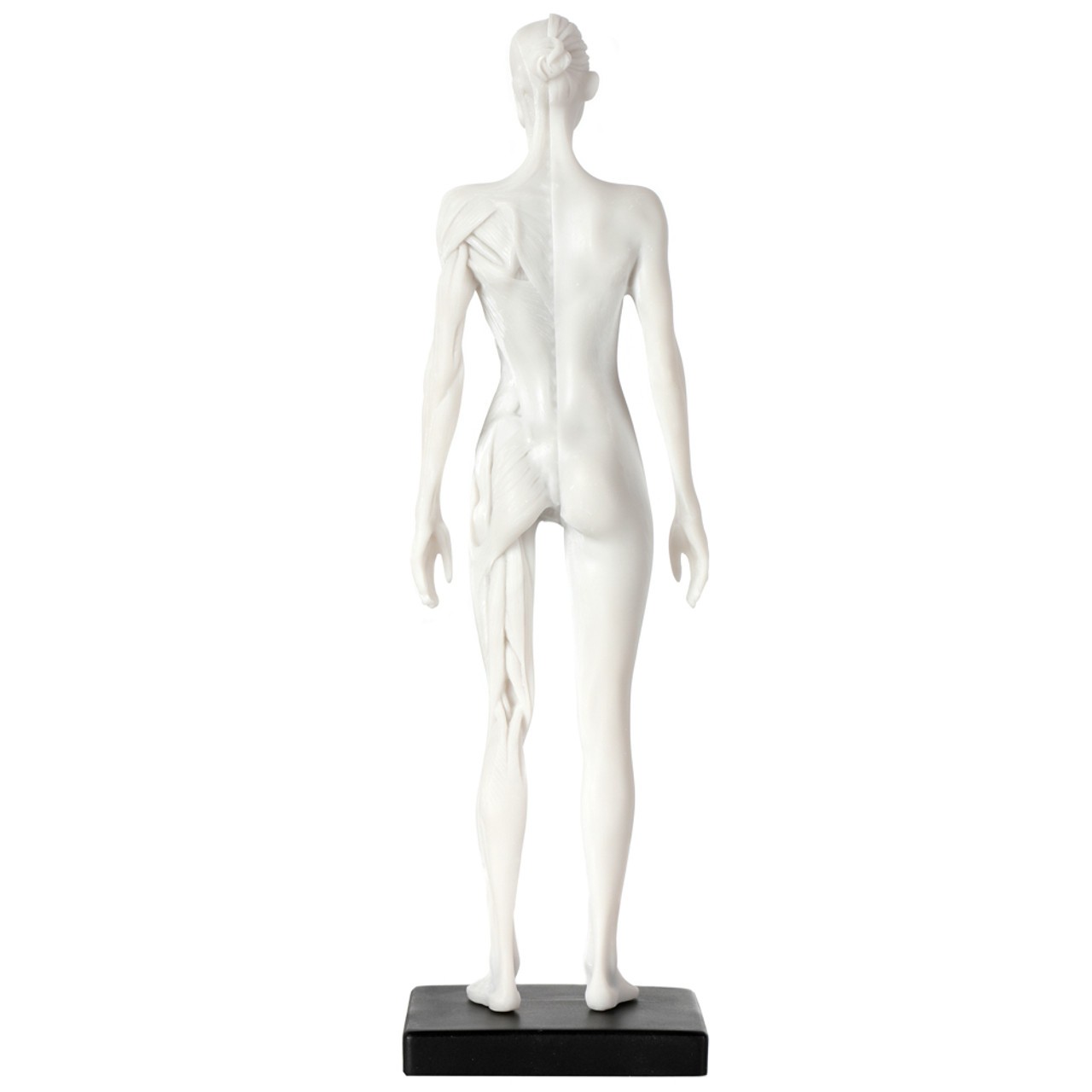 Axis Scientific Female Anatomical Sculpting Model with Muscles - Posterior View