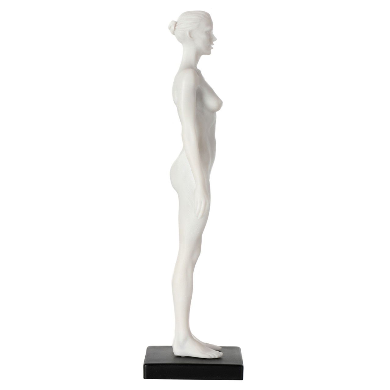 Axis Scientific Female Anatomical Sculpting Model with Muscles - Left Side View