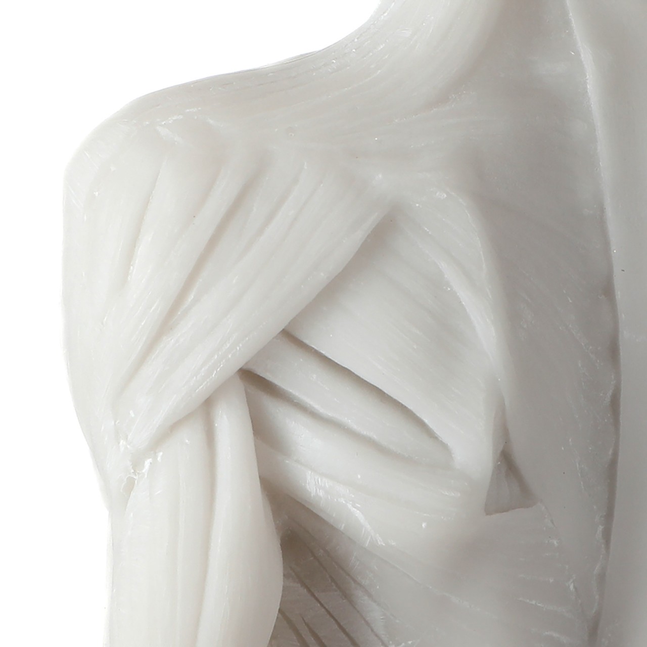 Axis Scientific Female Anatomical Sculpting Model with Muscles - Detail View of Sholder, Exposed Muscle