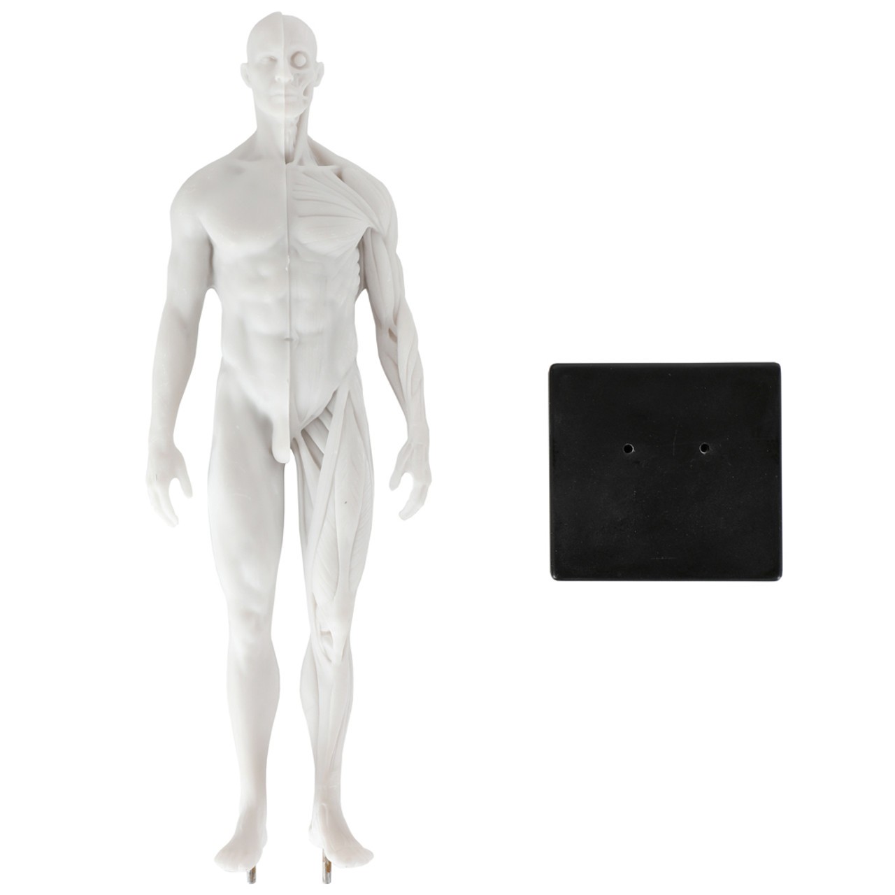 Axis Scientific Male Anatomical Sculpting Model with Muscles